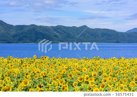 Lake Tazawa and sunflower 58575431