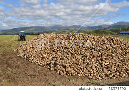 Shooting the landscape of beet harvesting in Kyogoku, Hokkaido Shooting the landscape of beet harvesting in Kyogoku, Hokkaido 58575790