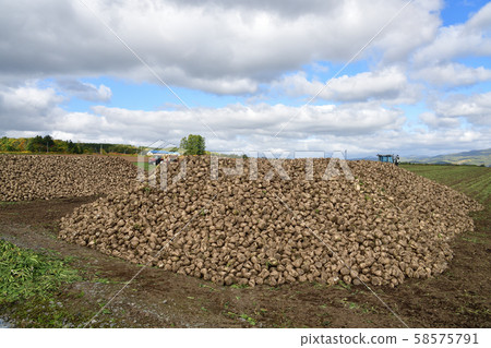 Shooting the landscape of beet harvesting in Kyogoku, Hokkaido Shooting the landscape of beet harvesting in Kyogoku, Hokkaido 58575791