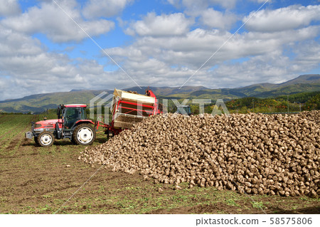 Shooting the landscape of beet harvesting in Kyogoku, Hokkaido Shooting the landscape of beet harvesting in Kyogoku, Hokkaido 58575806