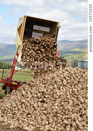 Shooting the landscape of beet harvesting in Kyogoku, Hokkaido 58575810