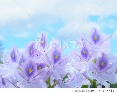Water hyacinth in full bloom 58576715