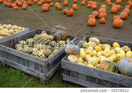 Giant heap of fresh large healthy bio pumpkins Giant heap of fresh large healthy bio pumpkins 58576912