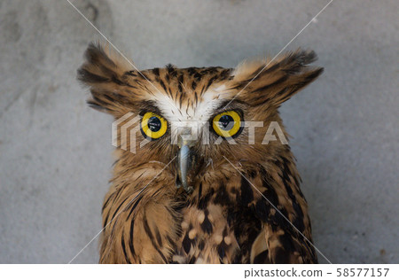 Portrait of angry frightened buffy fish owl, Ketupa ketupu, also known as the Malay fish owl, awaken 58577157
