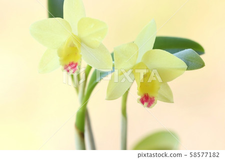 Mini Cattleya yellow flower light background 58577182