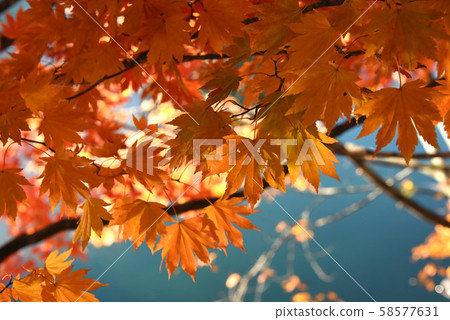 Autumn leaves of Urashiki Goshikinuma 58577631