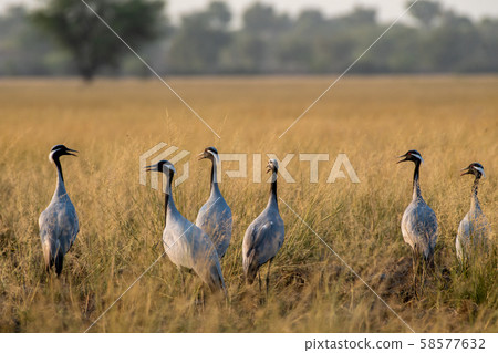 Demoiselle crane or Grus virgo in a group or flock with a pattern in open grassland or grass field at landscape of Tal Chhapar Blackbuck sanctuary, rajasthan, India 58577632