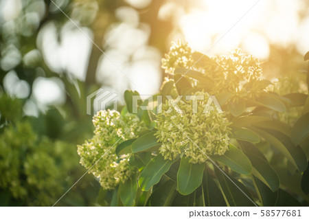 Devil tree ( Alstonia scholaris ) with flowers Devil tree ( Alstonia scholaris ) with flowers 58577681