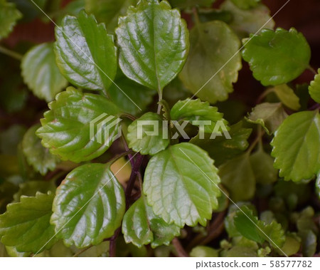 Beautiful green plant, Plectranthus Verticillatus, also called money plant or coin plant. Beautiful green plant, Plectranthus Verticillatus, also called money plant or coin plant. 58577782