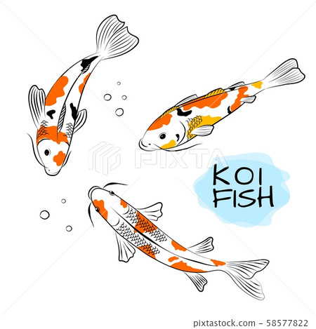 Set of koi carps fish vector illustration. Set of koi carps fish vector illustration. 58577822