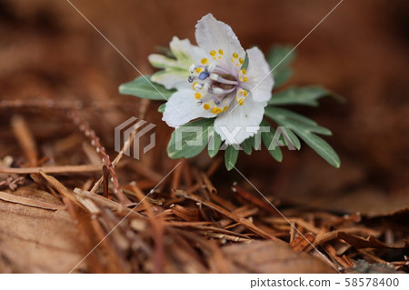 Setsubunso Setsubunso 58578400