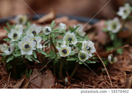 Setsubunso Setsubunso 58578402