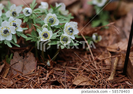 Setsubunso Setsubunso 58578403