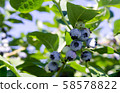 Blueberries in orchards 58578822