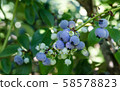 Blueberries in orchards 58578823