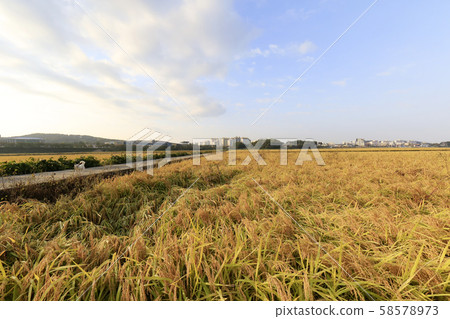 農村，豐收，水稻 58578973