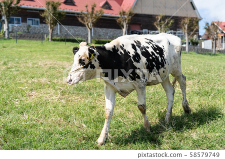 Ranch cattle 58579749