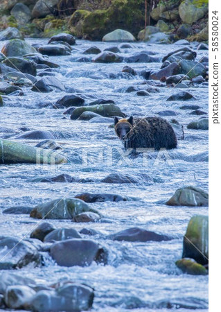 知床的棕熊 知床的棕熊 58580024