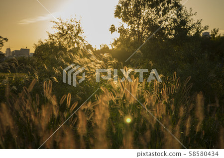 Reed Field Golden Wave 58580434