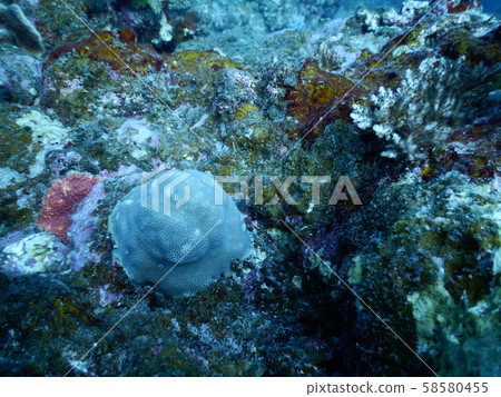 石垣青蛙 石垣青蛙 58580455