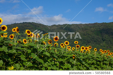 向日葵田 向日葵田 58580568
