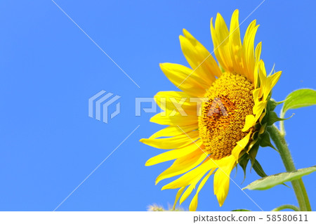 向日葵夏天藍天 58580611