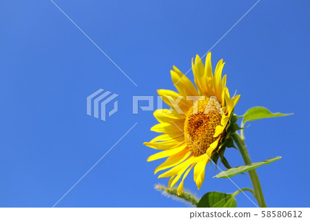 向日葵夏天藍天 58580612