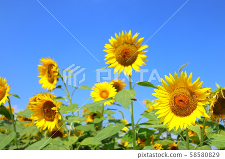 Sunflower summer blue sky Sunflower summer blue sky 58580829