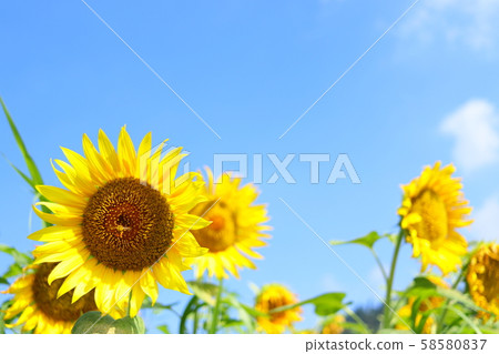 向日葵夏天藍天 58580837