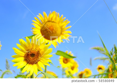 Sunflower summer blue sky 58580849