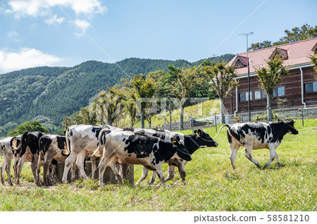 牧場牛 58581210