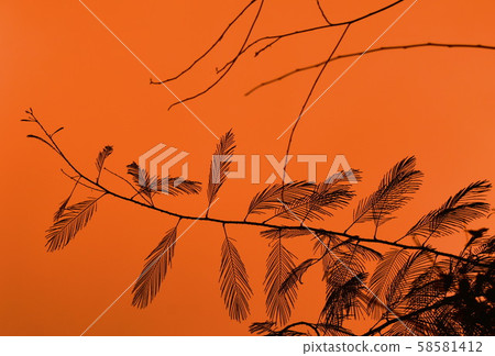 silhouette top of Acacia leaf and branch on red sky background before rain falling silhouette top of Acacia leaf and branch on red sky background before rain falling 58581412