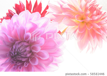 Dahlia white background Dahlia white background 58581446
