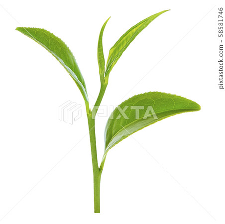 Green tea leaf isolated on white background Green tea leaf isolated on white background 58581746