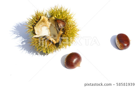 Chestnut and chestnut Chestnut and chestnut 58581939