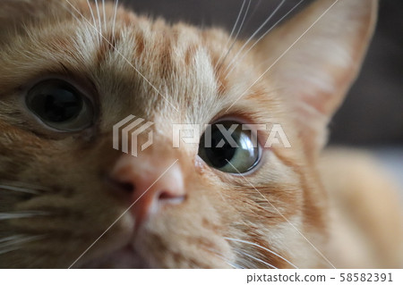 Cat's eyes Cat's eyes 58582391