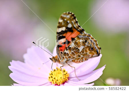 Shark's beard 58582422