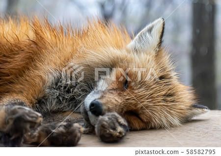 Onemu no Fox Onemu no Fox 58582795