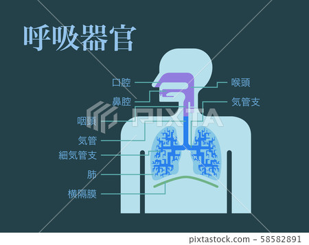 呼吸器官的簡單圖解 每個部分的名稱用日語寫在深色背景上 插圖素材 5851 圖庫