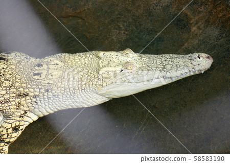 Crocodile Crocodile 58583190