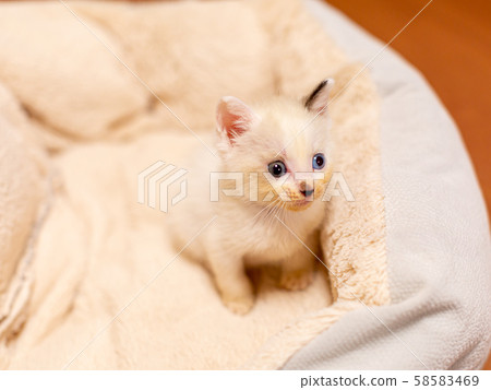 出生後4週的小貓 出生後4週的小貓 58583469