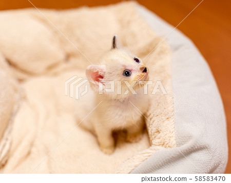 出生後4週的小貓 58583470