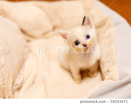 Kitten 4 weeks after birth 58583471