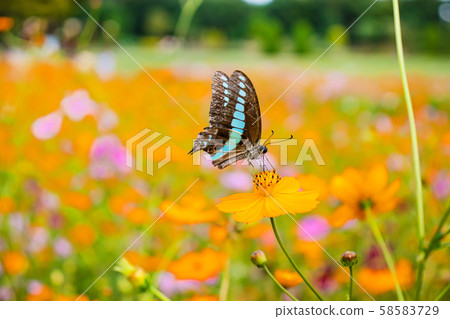 波斯菊和藍燕尾 58583729