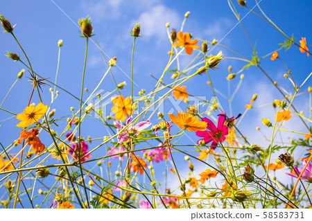 Kibana宇宙和粉紅色的宇宙(感覺)盛開的風景 Kibana宇宙和粉紅色的宇宙(感覺)盛開的風景 58583731