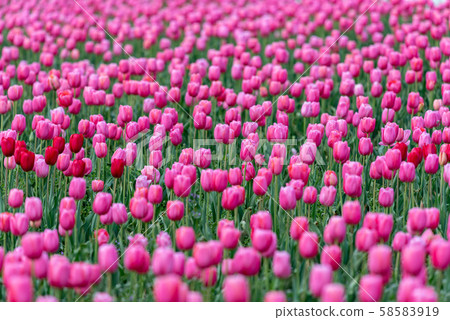Pink tulip flowers in full bloom Pink tulip flowers in full bloom 58583919