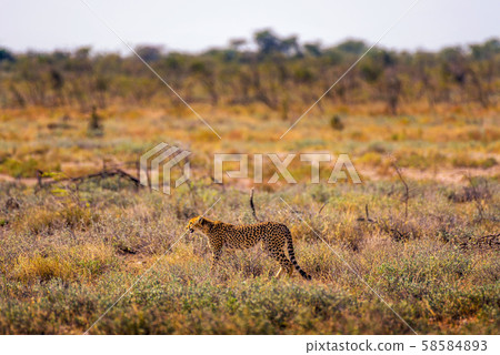 Cheetah lurking for prey at sunset in the Etosha National Park, Namibia 58584893