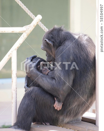Chimpanzee baby sucking breasts Chimpanzee baby sucking breasts 58584997