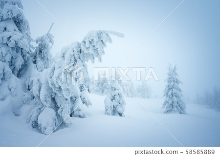 Fairytale winter forest in the snow Fairytale winter forest in the snow 58585889