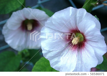 Kusafuyou 58586071